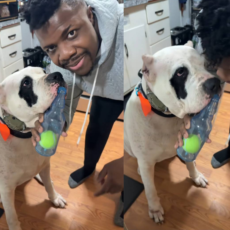 Jouet à mâcher bouteille avec balle pour chien – Amusement & anti-stress